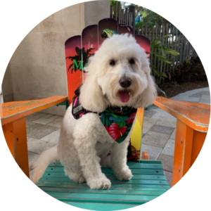 Daisy-round2